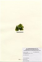 藏品(牡丹菜)的圖片